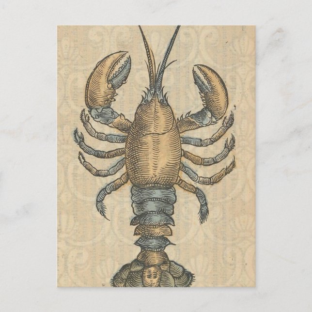 Hummer-Illustration Antique Maine Seafood Postkarte (Vorderseite)
