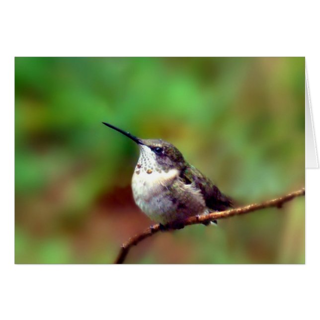 Hummer in der Erholung (Vorderseite (Horizontal))