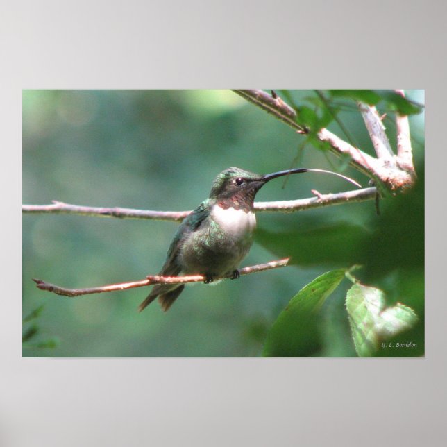 Hummer Kiss Poster (Vorne)