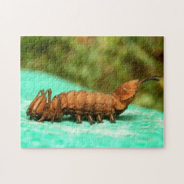 Hummer Moth Raupe Foto Puzzle und Geschenkboxen (Horizontal)