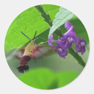 Hummer Moth Vervain Sticker
