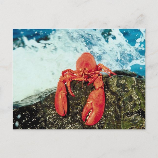 Hummer Postkarte (Vorderseite)
