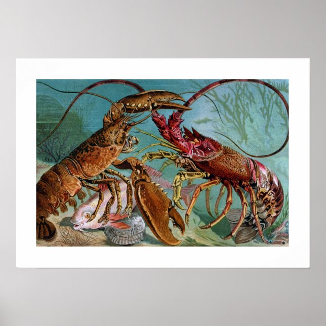 Hummer und Langoustine Poster (Vorne)