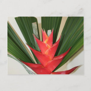 Hummerclaw Heliconia Blume Postkarte