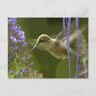 Humming Bird Harmony Postkarte