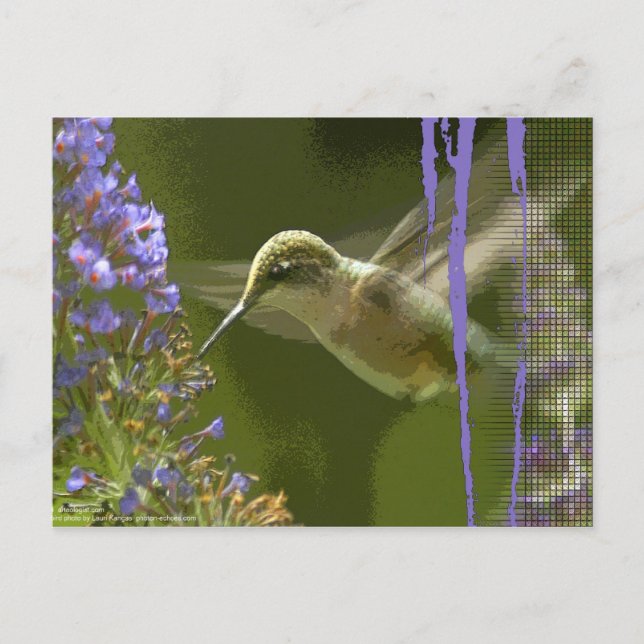 Humming Bird Harmony Postkarte (Vorderseite)