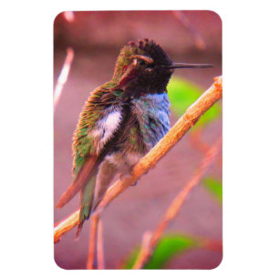 Humming Bird Magnet