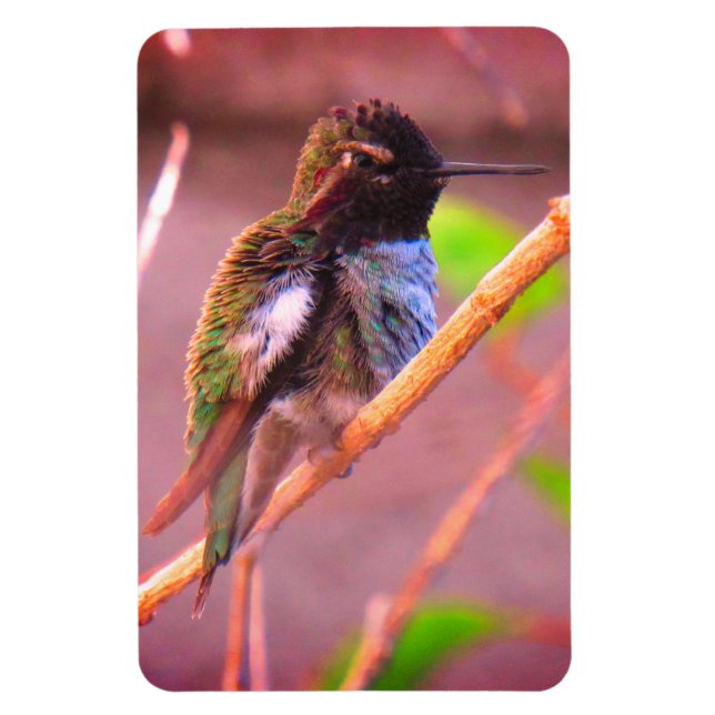 Humming Bird Magnet (Vertikal)