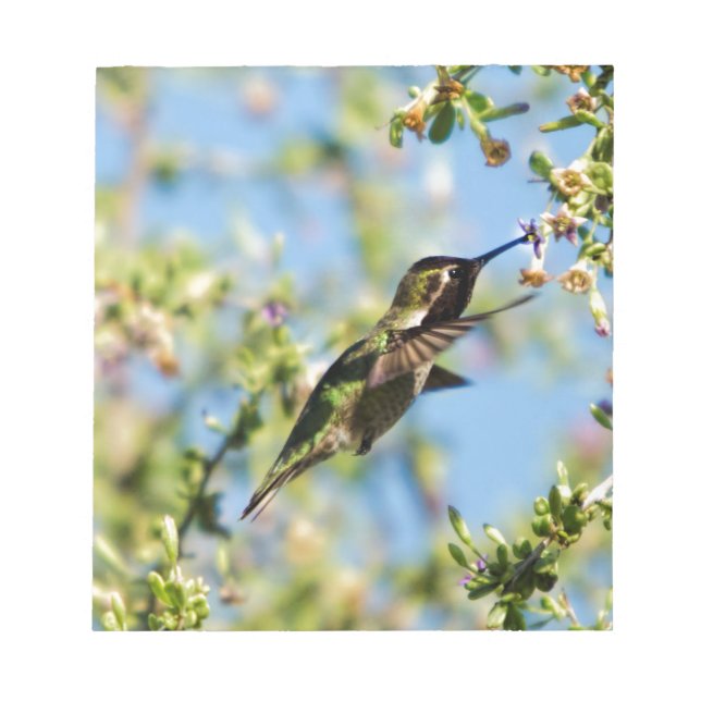 Humming Bird Notizblock (Vorderseite)