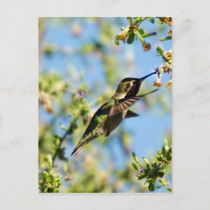Humming Bird Postkarte