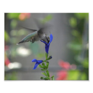 Humming Bird Salvia saphir blue print Fotodruck