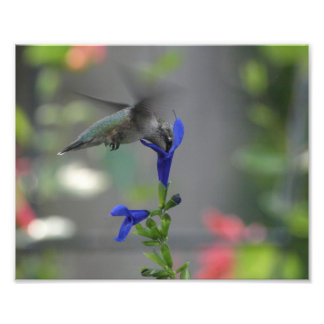 Humming Bird Salvia saphir blue print Fotodruck