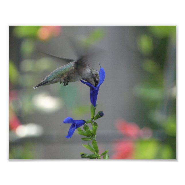 Humming Bird Salvia saphir blue print Fotodruck (Vorne)