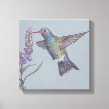 Humming Bird Stretched Canvas Print