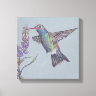 Humming Bird Stretched Canvas Print Leinwanddruck