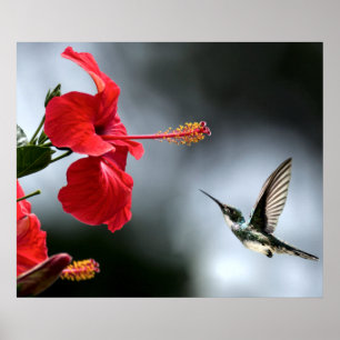 Humming Bird und Rote Blume Poster