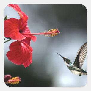 Humming Bird und Rote Blume Quadratischer Aufkleber
