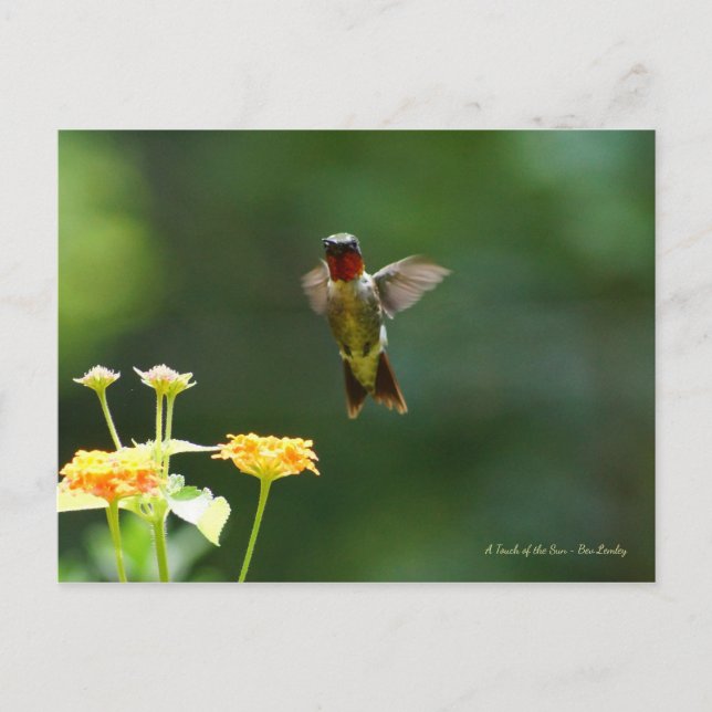 Humming by zu sagen Hi! Postkarte (Vorderseite)