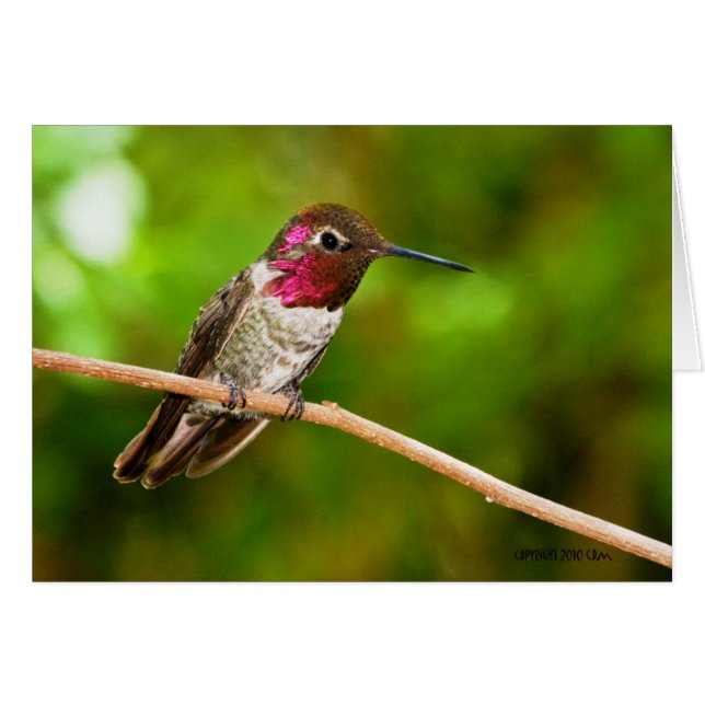 Hummingbird095 (Vorderseite (Horizontal))