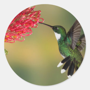 Hummingbird 1.jpg runder aufkleber