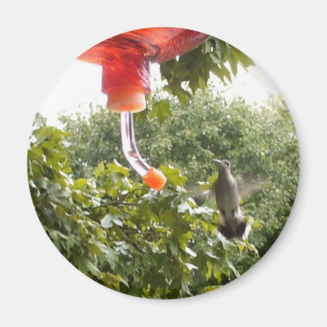 Hummingbird 2, Magnet (Vorne)