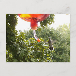 Hummingbird 2, Postkarte
