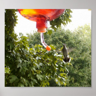 Hummingbird 2, Print Poster