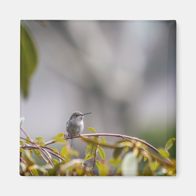 Hummingbird 3346 magnet (Vorne)