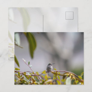 Hummingbird 3346 postkarte