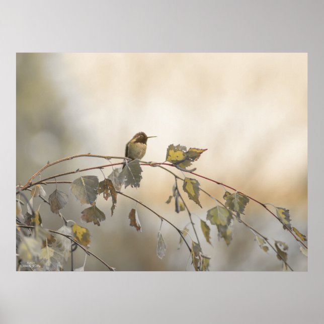 Hummingbird 5265 poster (Vorne)