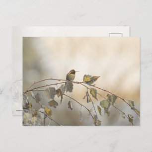 Hummingbird 5265 postkarte
