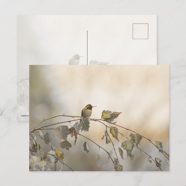 Hummingbird 5265 postkarte (Vorne/Hinten)