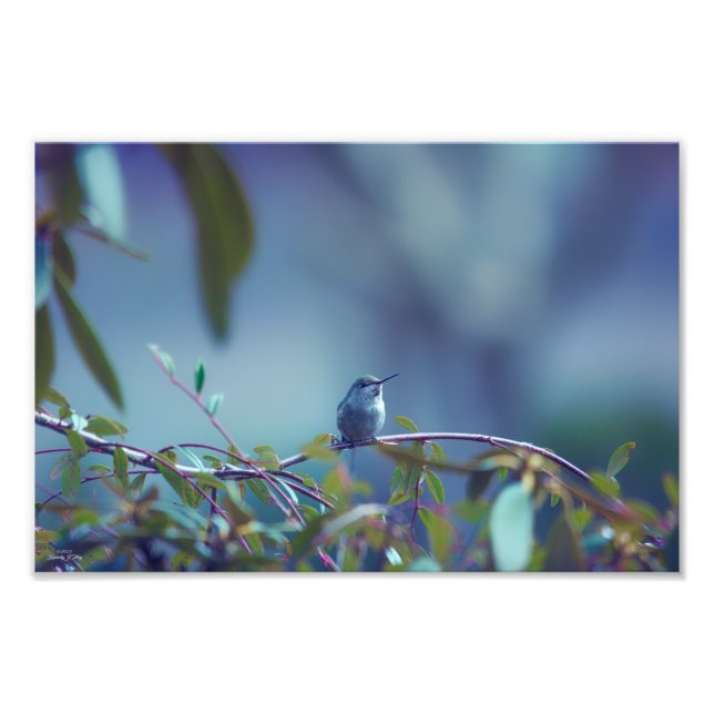 Hummingbird 5738 fotodruck (Vorne)