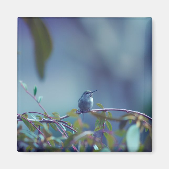 Hummingbird 5738 magnet (Vorne)