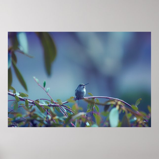 Hummingbird 5738 poster (Vorne)