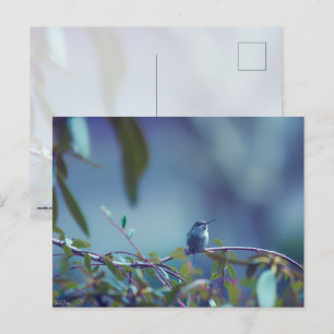Hummingbird 5738 postkarte
