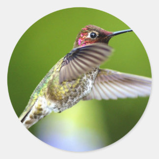 Hummingbird (5) runder aufkleber