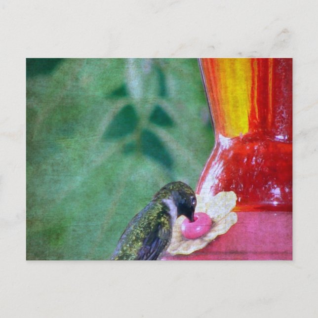 Hummingbird am Feeder Postkarte (Vorderseite)