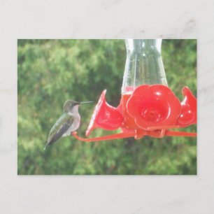 Hummingbird am Feeder Postkarte
