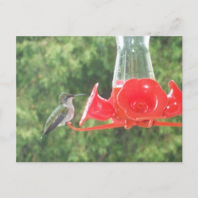 Hummingbird am Feeder Postkarte (Vorderseite)