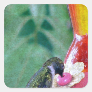 Hummingbird am Feeder Quadratischer Aufkleber
