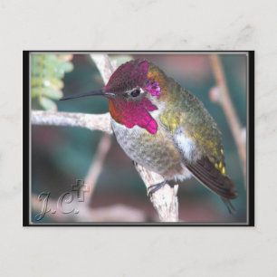 Hummingbird am Hinterhof Zweig. Postkarte