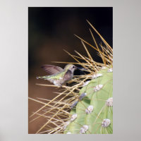 Hummingbird Ansammlung Nest Material