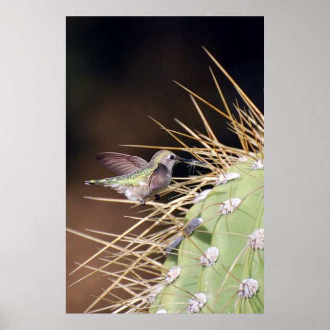 Hummingbird Ansammlung Nest Material Poster (Vorne)