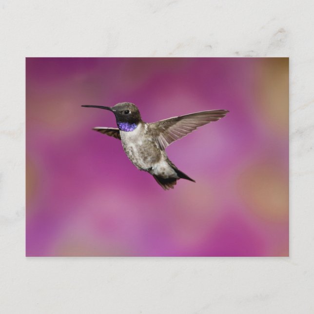 Hummingbird, Archilochus Postkarte (Vorderseite)