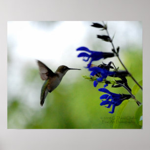 Hummingbird auf Blue Salvia Poster