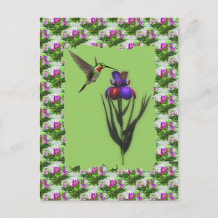 Hummingbird auf der Iris-Blume Postkarte