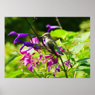 Hummingbird auf der Minze von Hummingbird Poster