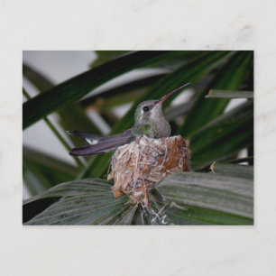 Hummingbird auf der Postkarte