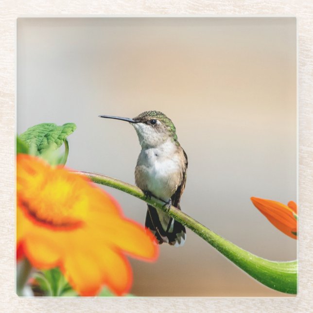 Hummingbird auf einer blühenden Pflanze Glasuntersetzer (Vorderseite)